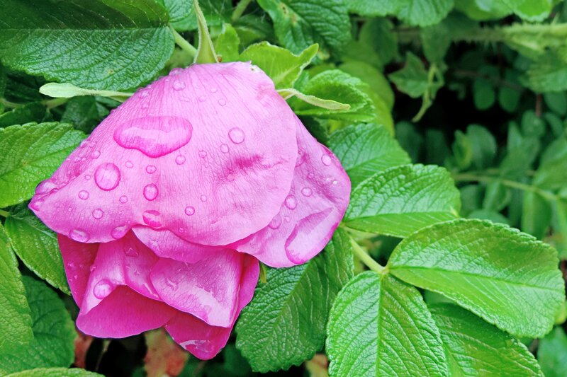 Pink Rose Bud — Calm, Spring, Photograph, Raindrops