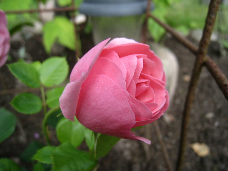 Pink Rose Bud — Calm, Spring, Photograph