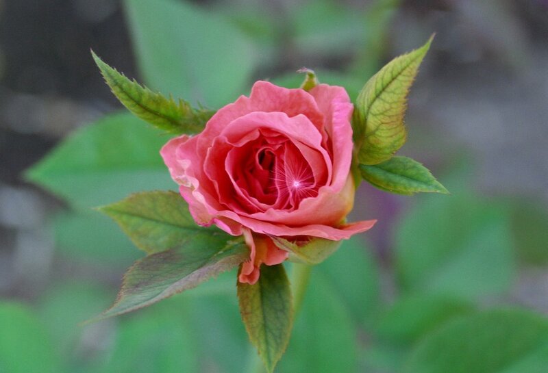Pink Rose Bud — Calm, Spring