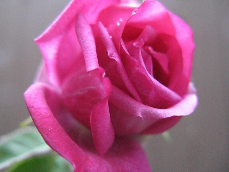 Pink Rose Bud — Calm