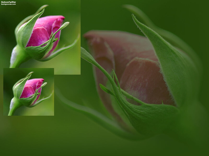 Pink rose bud close-up