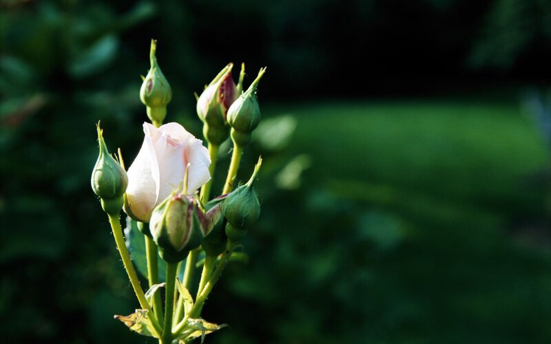 Pink Rose Bud Cluster — Green
