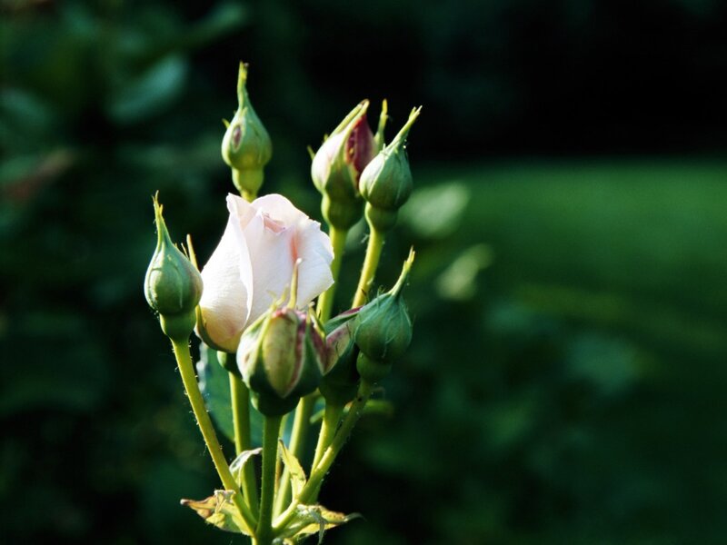 Pink Rose Bud Cluster