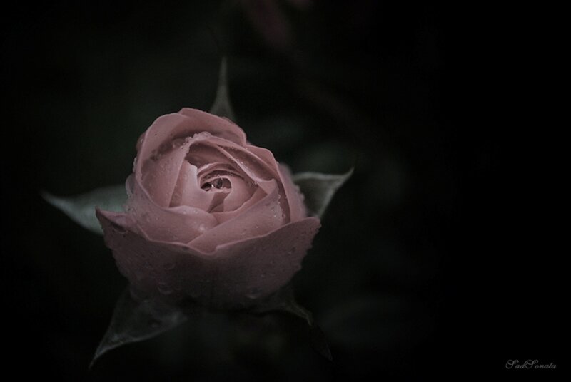 Pink Rose Bud — Dramatic, Night, Photograph, Petals