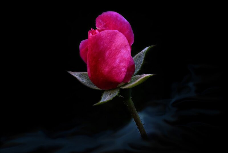 Pink Rose Bud — Dramatic, Night, Photograph, Stem