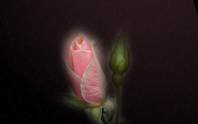 Pink Rose Bud — Dramatic, Night, Photograph