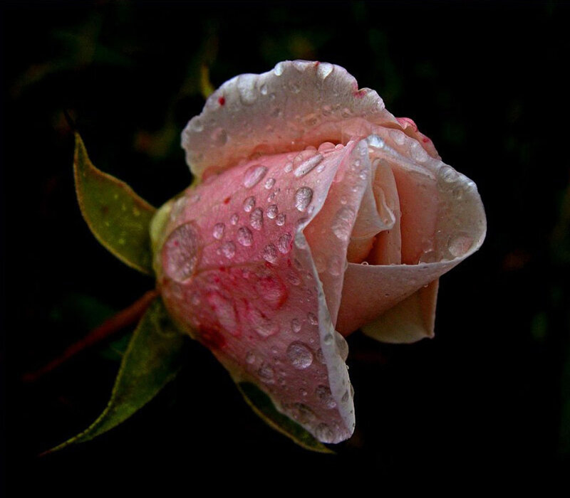 Pink Rose Bud — Dramatic, Night