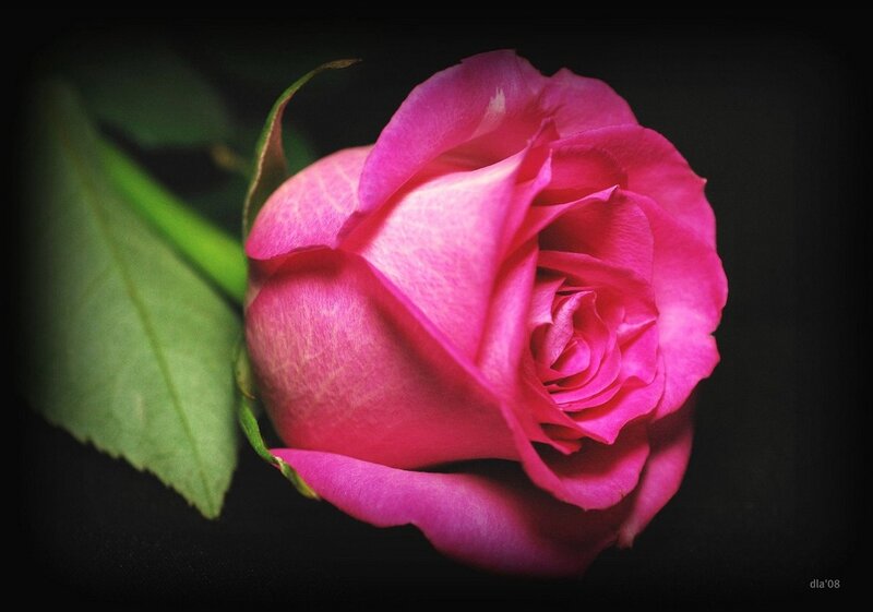 Pink Rose Bud — Dramatic, Photograph, Green Leaf