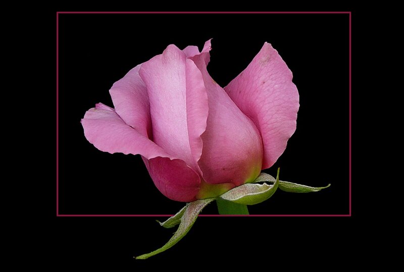Pink Rose Bud — Dramatic, Photograph, Green Sepals