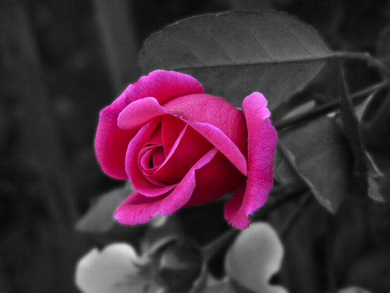Pink Rose Bud — Dramatic, Photograph, Leaf