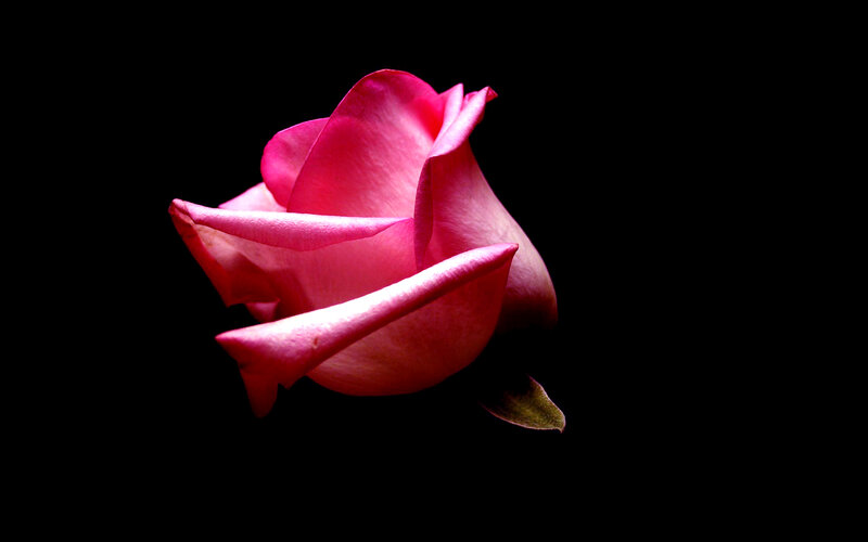 Pink Rose Bud — Dramatic, Photograph, Petal