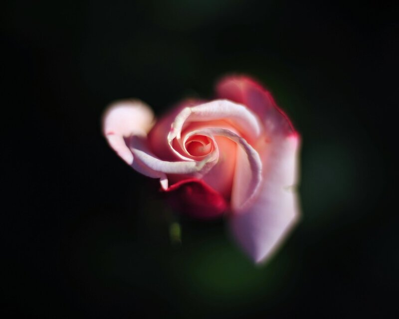 Pink Rose Bud — Dramatic, Photograph, Petals, Dark Background