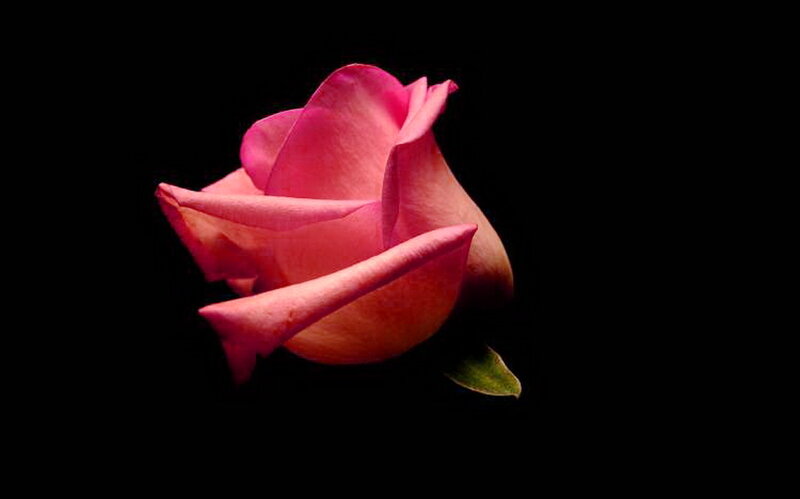 Pink Rose Bud — Dramatic, Photograph, Petals, Leaf