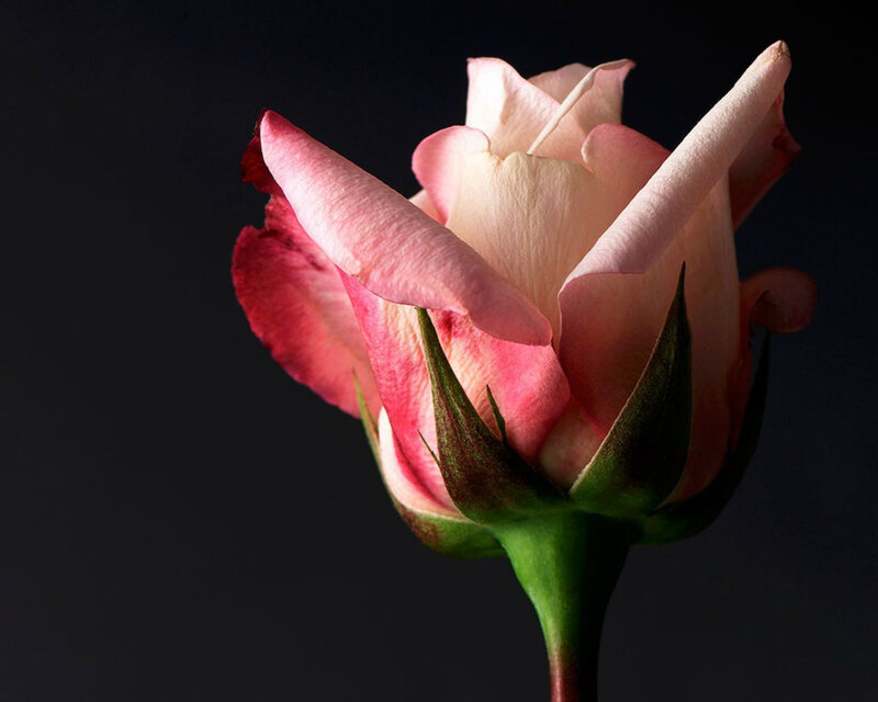 Pink Rose Bud — Dramatic, Photograph, Petals, Stem, Dark Background