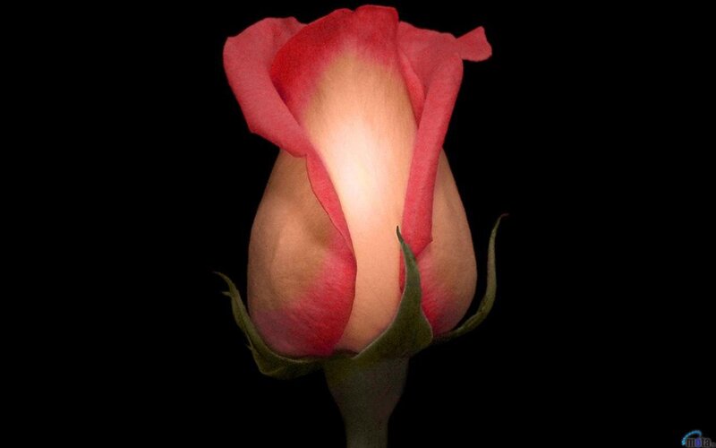 Pink Rose Bud — Dramatic, Photograph, Petals, Stem