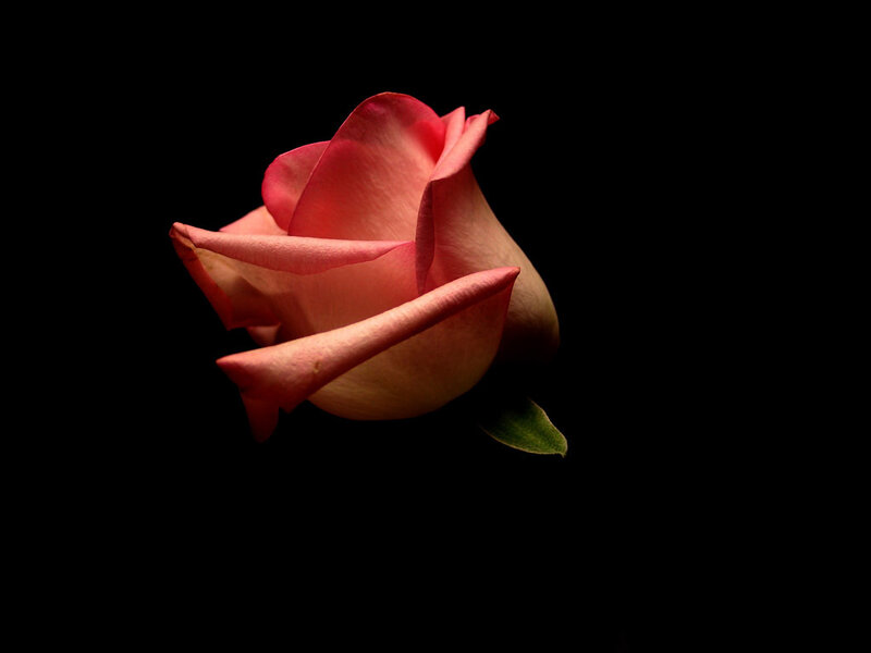 Pink Rose Bud — Dramatic, Photograph, Petals