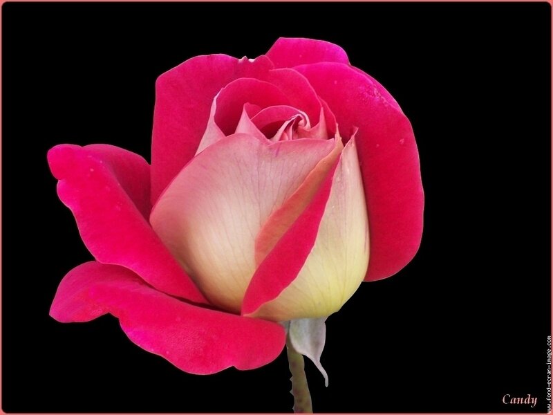 Pink Rose Bud — Dramatic, Photograph, Stem, Petals, Black Background