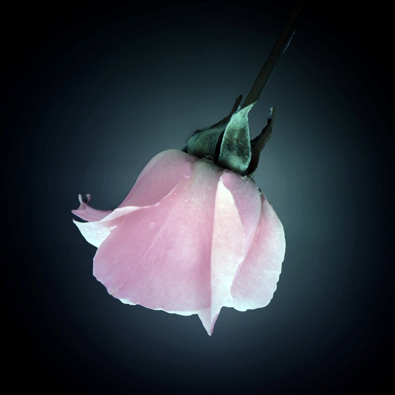Pink Rose Bud — Dramatic, Photograph, Stem, Petals, Dark Background