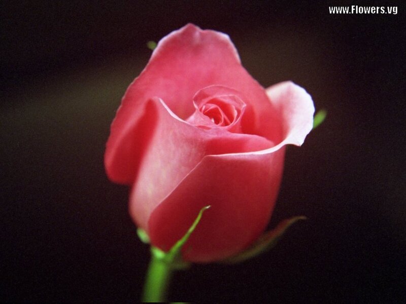 Pink Rose Bud — Dramatic, Photograph, Stem, Petals