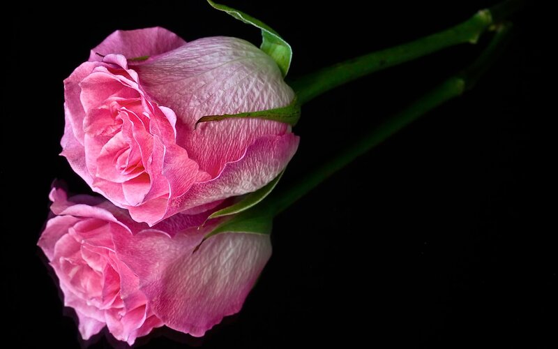 Pink Rose Bud — Dramatic, Photograph, Stem, Reflection