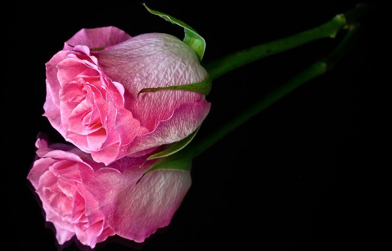 Pink Rose Bud — Dramatic, Photograph, Stem