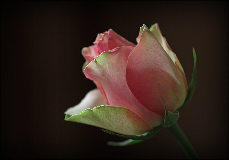 Pink Rose Bud — Dramatic, Photograph