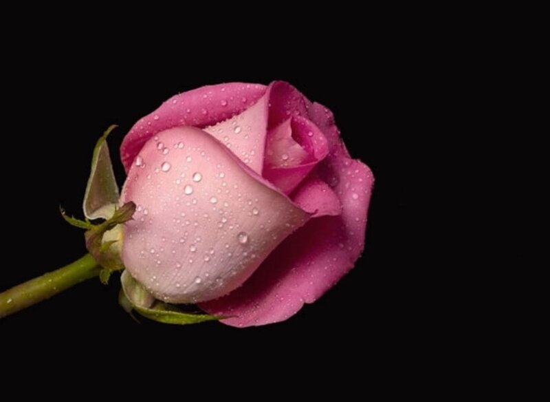 Pink Rose Bud — Dramatic, Photograph, Water Droplets