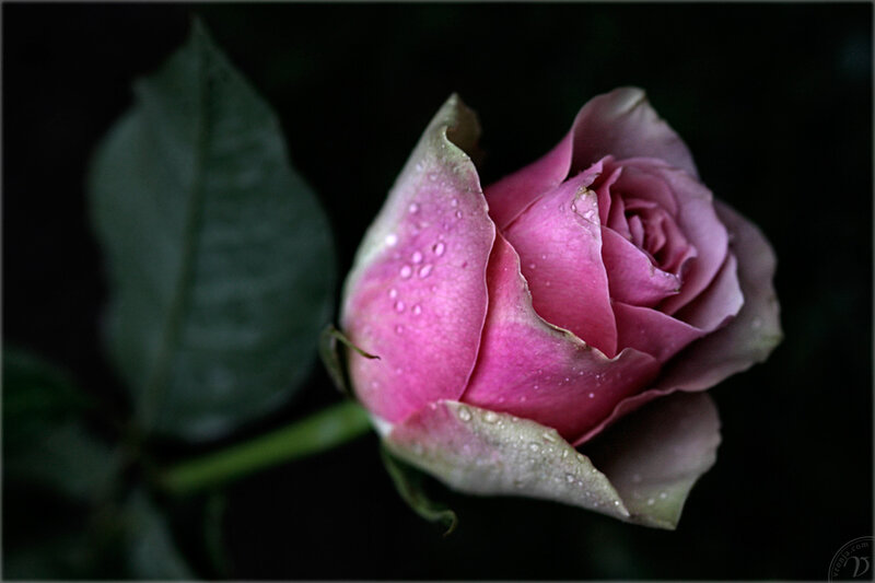 Pink Rose Bud — Dramatic