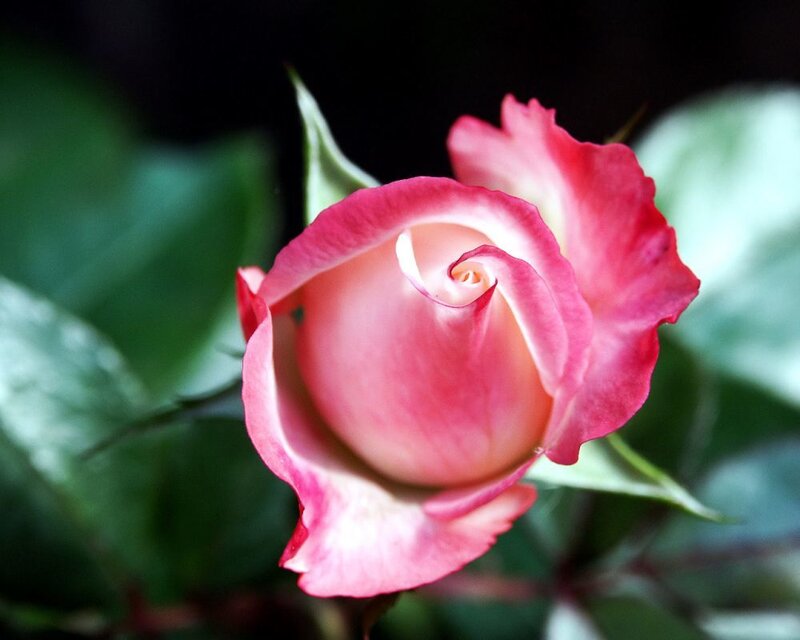Pink Rose Bud — Green Leaves