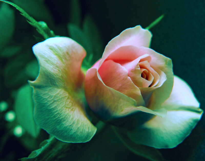 Pink Rose Bud — Green