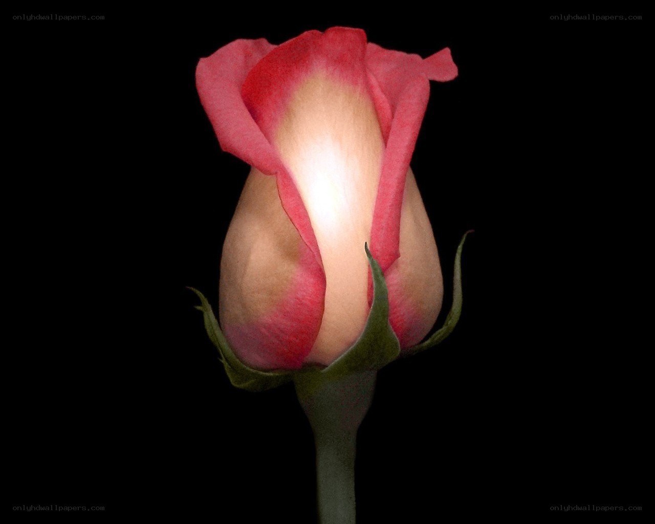 Pink rose bud illuminated