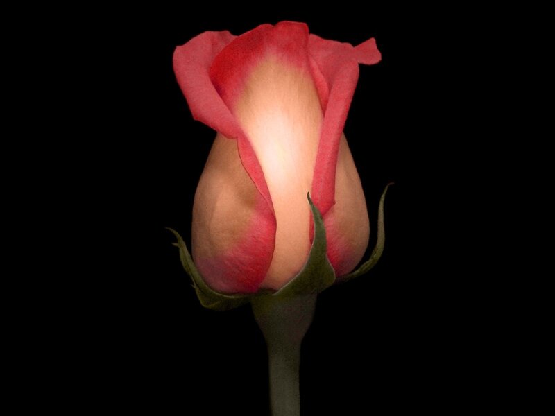 Pink rose bud in darkness