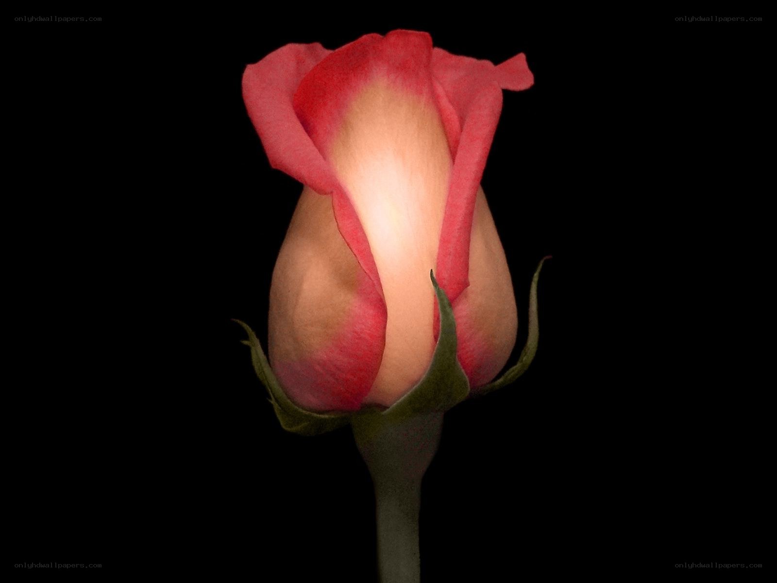 Pink rose bud in darkness