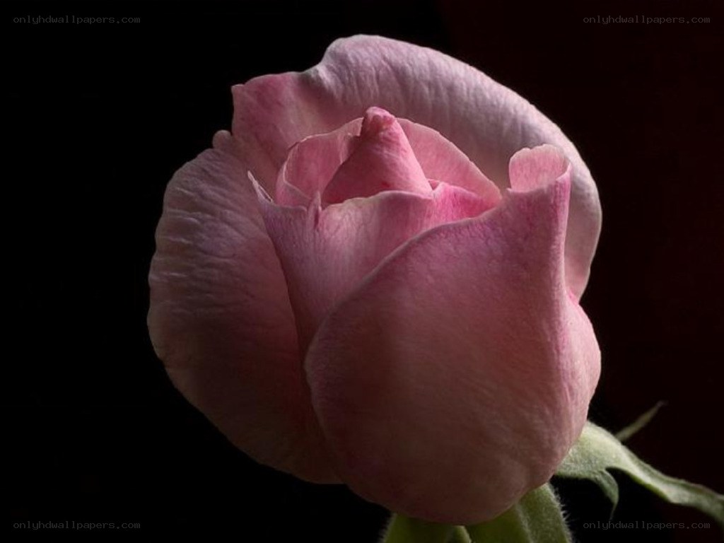 Pink rose bud in darkness