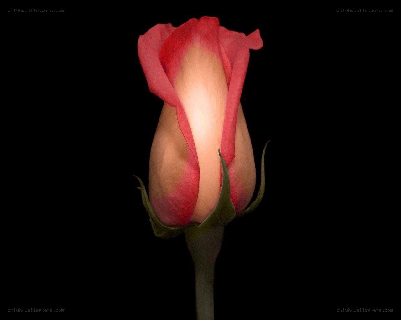 Pink rose bud in darkness