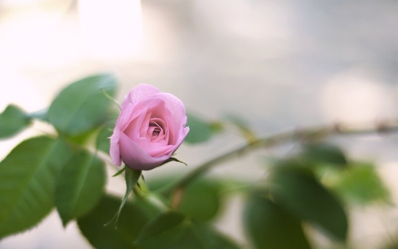 Pink rose bud in soft light