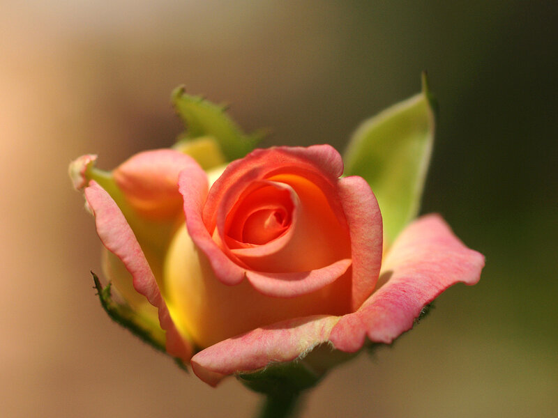 Pink rose bud in sunlight