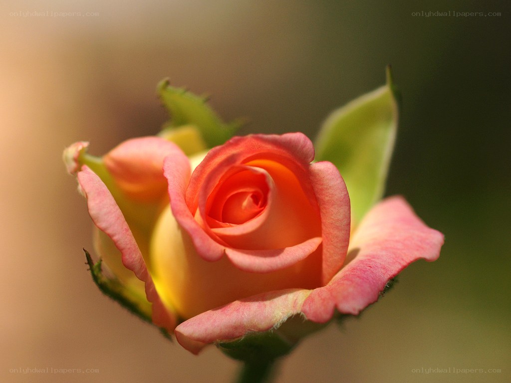 Pink rose bud in sunlight
