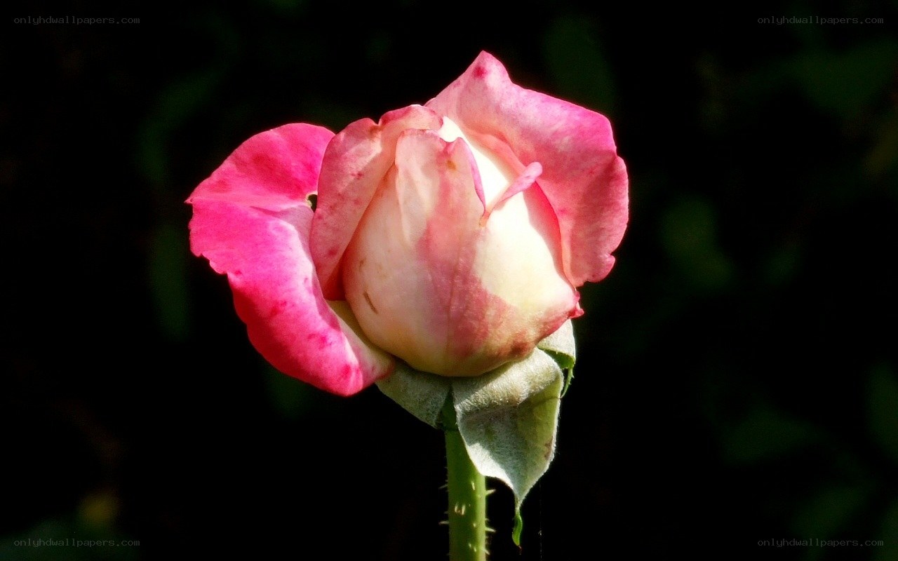 Pink rose bud in sunlight