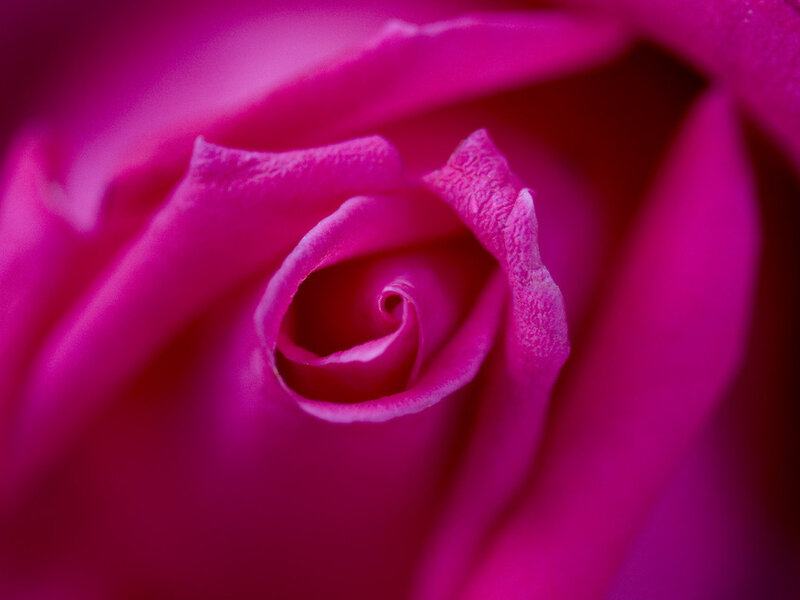 Pink Rose Bud — Magenta, Calm