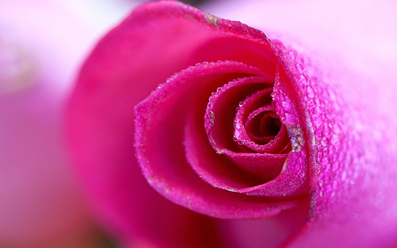 Pink Rose Bud — Magenta