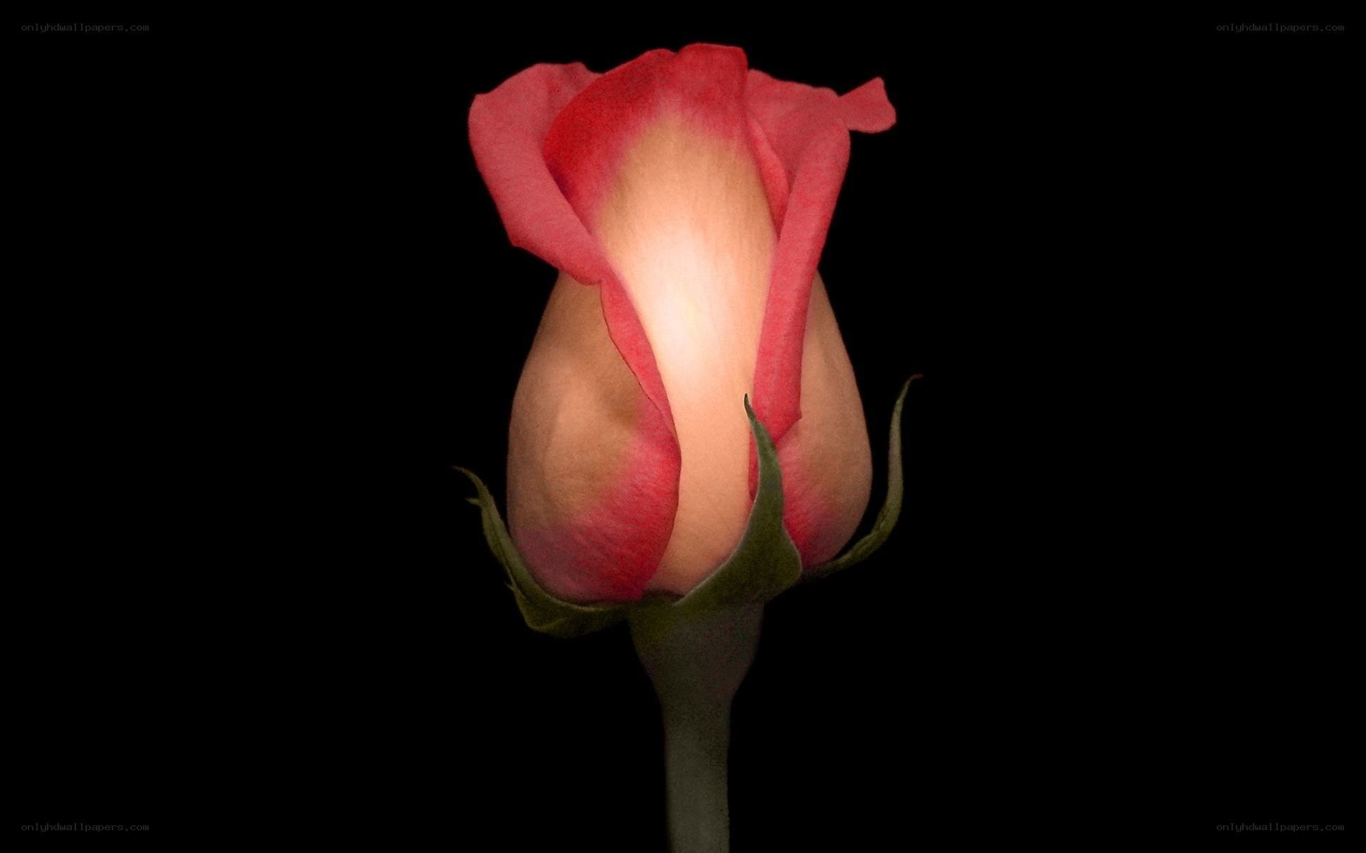 Pink rose bud on black