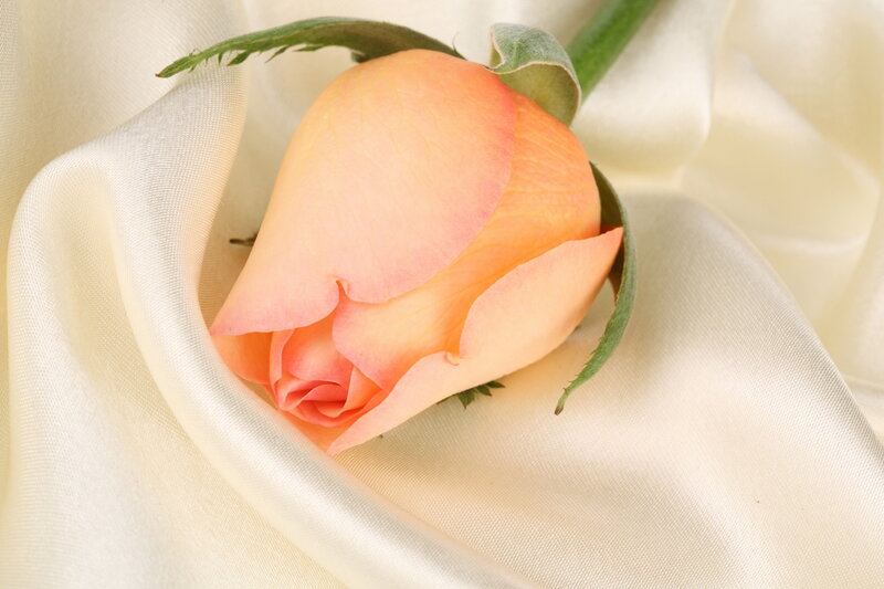 Pink Rose Bud — Peach, Serene