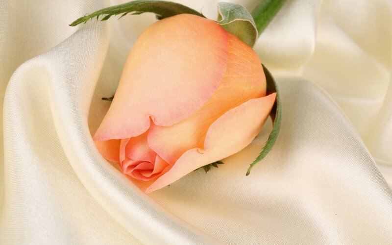 Pink Rose Bud — Peach