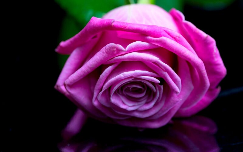 Pink Rose Bud — Purple, Dramatic