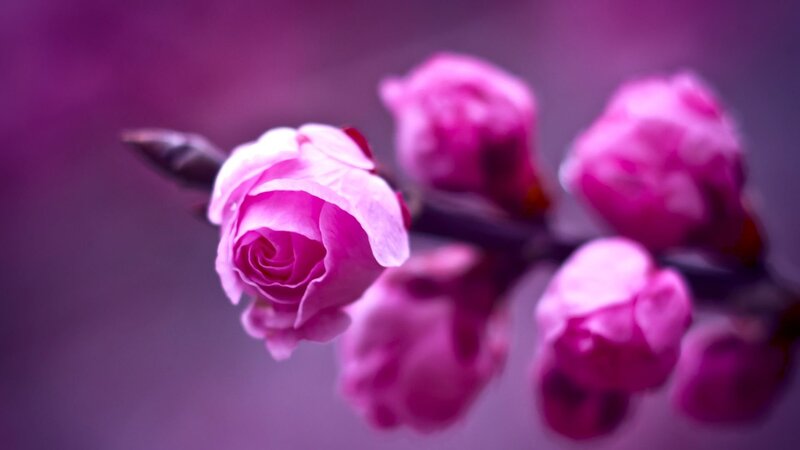 Pink Rose Bud — Purple, Serene