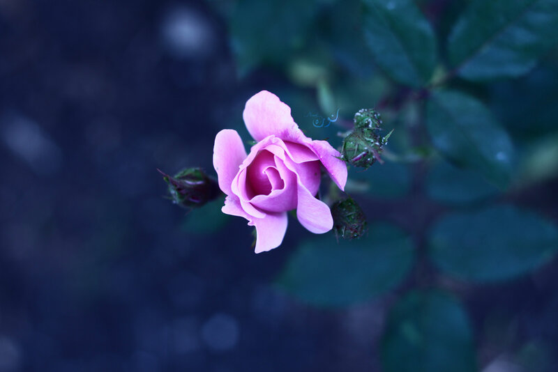 Pink Rose Bud — Purple