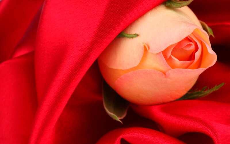 Pink Rose Bud — Red, Calm