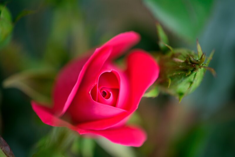 Pink Rose Bud — Red, Serene, Photograph