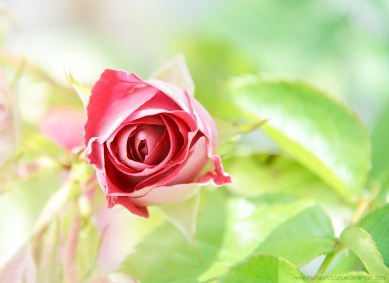 Pink Rose Bud — Red, Serene, Spring